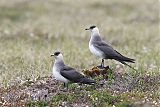 Parasitic Jaegerborder=